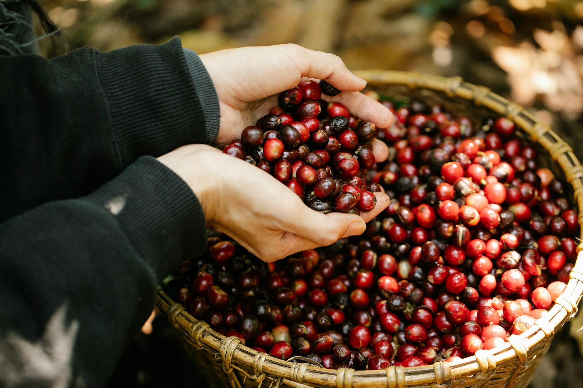 Brasilien: auf Rundreise durch das Land des Kaffees
